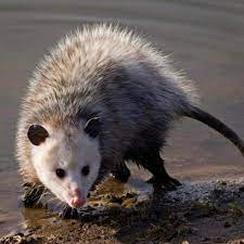 i had a performance today hey you me possumboyes possumspossumpossumsofinstagramopossumopossummemesc opossum possum animals
