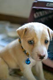 The philippines national football team has been named as the azkals, an alternate spelling of askal. Azkal Cebu Live