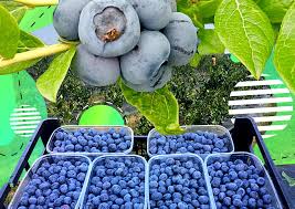 Mircea octavian bica are o plantatie ecologica de 50.000 de afini in satul brasovean copacel, realizata cu fonduri europene exista, astfel, o cerere foarte mare de afine atat in tara, cat si in strainatate. Povestea PlantaÈ›iilor Cultivate De Spanioli In Oltenia