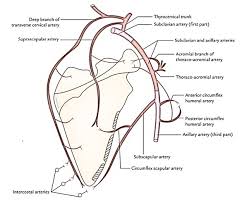 What is a circulatory system diagram. Easy Notes On Scapular Anastomosis Learn In Just 3 Minutes Earth S Lab