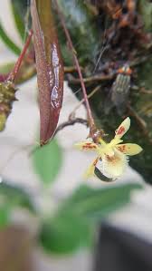 Image result for Microcoelia exilis