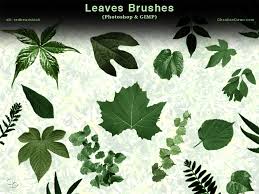 Take just five minutes to learn how to create a leaf brush for photoshop completely from scratch. Leaves Photoshop Brushes Photoshop Roadmap