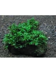 Image result for Crepidomanes frappieri