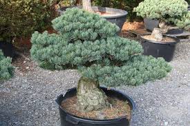 Notter Japan Garten Pius Notter Garten Bonsai Garten Bonsai Baum Bonsai