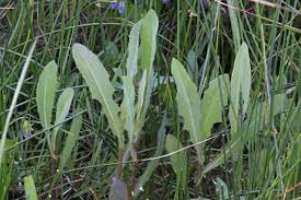 Image result for Lactuca ugandensis