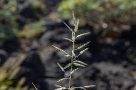 Image result for Eschenbachia gouanii