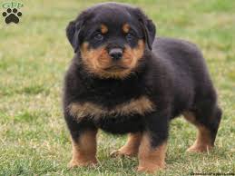 2 rottweiler puppies left $200 (saint cloud) pic hide this posting restore restore this posting. Rottweiler Pomeranian Mix Novocom Top
