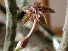 Image result for Ceropegia cimiciodora