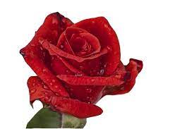 Rosa Sin Fondo Rosas Pintadas Rosas Calas