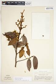 Image result for isolona lebrunii