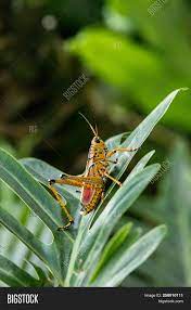 Their front legs and the side of their heads are red. Orange Yellow Red Image Photo Free Trial Bigstock