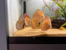 Show Us Your Tanks | Jack Wattley Discus Fish