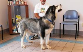 The alaskan malamute breed needs firm training so they do not try to run their family. Harvest Moon Malamutes Breeder Malamute Puppies