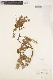 Image result for Brachystegia glaucescens