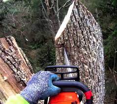 5 stars / 99 reviews. About Us Tree Care Services In Toronto Tree Doctors Inc