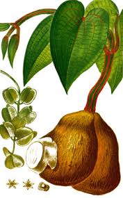 Image result for Dioscorea alata