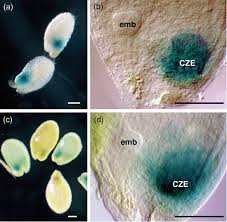 Family owned and operated since 1973. Expression Of Cytokinin Biosynthetic Isopentenyltransferase Genes In Arabidopsis Tissue Specificity And Regulation By Auxin Cytokinin And Nitrate Miyawaki 2004 The Plant Journal Wiley Online Library