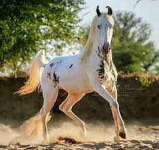 imgur could use some beautiful horses most beautiful horses horses marwari horses