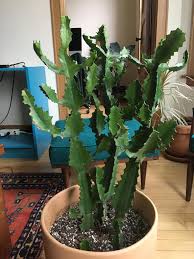 Euphorbias like to dry out in between waterings. Brown Spots On Euphorbia Succulents