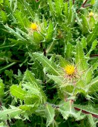 Image result for Cnicus