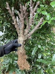 Image result for Xerophyta argentea