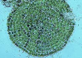 Image result for Coleochloa