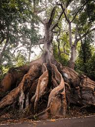 Image result for Ceiba