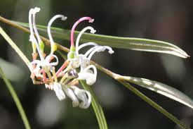 Image result for Grevillea linearifolia