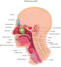 El sistema respiratorio superior, o tracto respiratorio superior, consiste en la nariz y la cavidad nasal, la faringe y la laringe. Introduccion A La Biologia De Los Oidos La Nariz Y La Garganta Trastornos Otorrinolaringologicos Manual Msd Version Para Publico General