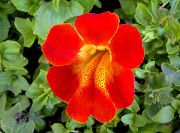 Image result for Mimulus
