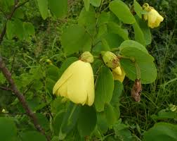 Image result for Bauhinia tomentosa