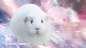 Transcendental number, a number that is not the root of any polynomial with rational coefficients. Guinea Pig Transcendence Youtube