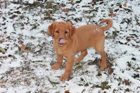 Find a golden retriever puppy from reputable breeders near you in illinois. Rock Creek Golden Irish Bloomington Il Glorious Dawn Puppies