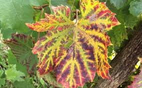 Image result for Pseudopeziza tracheiphila