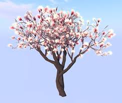 Magnolia trees can be evergreen or deciduous. Second Life Marketplace T Spot Mesh Magnolia Tree Full Perm Li 3