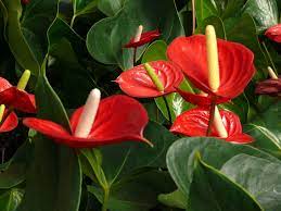 Red Rocket Is Our Newest Anthurium Graced With Beautiful Large Dark Red Flowers With A Contrasting White Sp Anthurium Container Plants Tropical House Plants