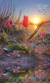 Mercy Gotas De Lluvia Flores Animadas Flores