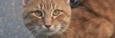 Depois só procurar o filme completo. Cats 2019 Filme Completo Catflix Cat Cinema Catmosphere Ezhegodno Na Londonskoj Svalke Sobiraetsya Gruppa Koshek Iz Plemeni Izbrannyh So Vsego Mira
