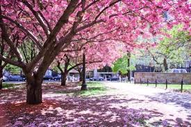 No cherry blossom peak bloom forecasts have been issued for 2020 yet. 5cm S That S What I Heard Speed Of Cherry Blossom Petals Falling Through Air Picture Of Boston Massachusetts Tripadvisor