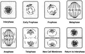 We did not find results for: Plant Mitosis Mitosis And Meiosis Introduction To Botany Botany Biocyclopedia Com