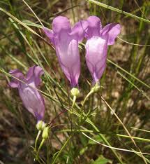 Image result for Plantaginaceae