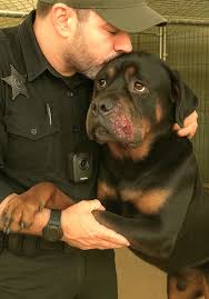 Saying goodbye to foster puppies