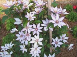 Maybe you would like to learn more about one of these? Clematis Samaritan Jo Clematis Samaritan Jo Samaritan Jo Large Flowered Clematis Plant Lust
