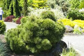 Check spelling or type a new query. Pinus Thunbergii Thunderhead Thunderhead Japanese Black Pine Plant Lust