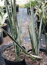 Image result for Sansevieria dawei