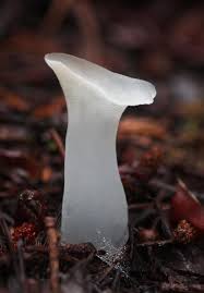 Nail fungus can cause the nail to become thick or ragged and appear yellow, green, brown or black. Toothed Jelly Fungus Stuffed Mushrooms Fungi Edible Mushrooms