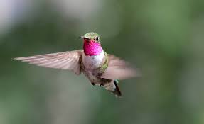 Use these flowers that attract hummingbirds to create an amazing hummingbird habitat in your backyard. Wild Hummingbirds See A Broad Range Of Colors Humans Can Only Imagine