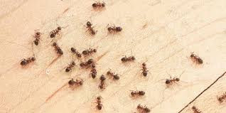 94 ($1.74/count) get it as soon as wed, jun 9. 5 Best Pet Safe Ant Killers In 2021 Detailed Reviews