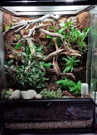 Crested Gecko Vivarium Dendroboard Gecko Vivarium Crested Gecko Vivarium Reptile Terrarium