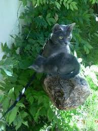 Korat Loof Chat Korat De 43 Jours Seconde Sortie Korat Chat Chaton